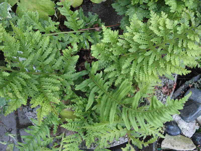 Polypodium_x_mantoniae_Comubiense_..__25.9.12._032.jpg