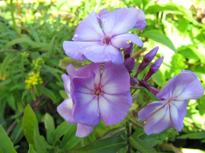 Phlox_namenlos_und_neu_120928.jpg