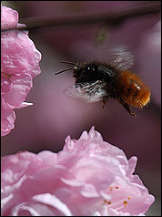 prunusbienetest.jpg