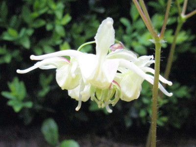 Epimedium_koreanum_1024x768.jpg