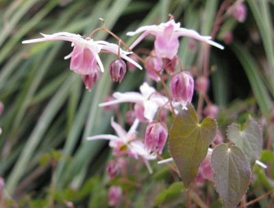 Epimedium_x_youngianum_Jenny_Wren_1_1024x768.jpg