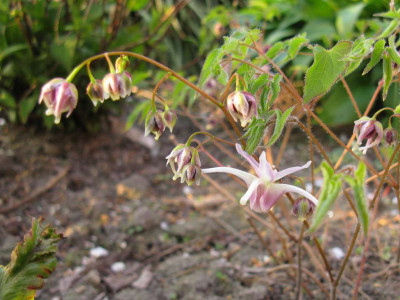 Epimedium_grandiflorum_Pseudo_Larchmont_1_1024x768.jpg