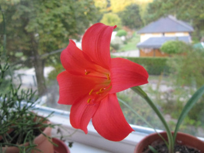 Zephirantes_grandiflora_120929_1.jpg