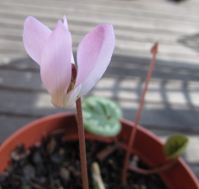 Cyclamen_intaminatum_120929.jpg