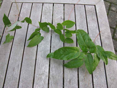 Epimedium_Laub_1024x768.jpg