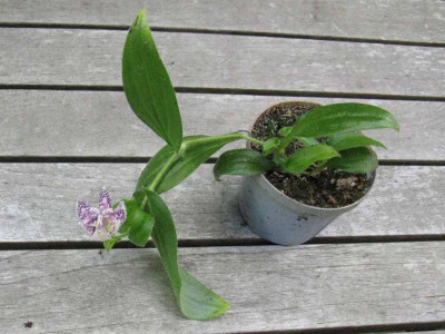 Tricyrtis_1_1024x768.jpg