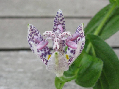 Tricyrtis_2_1024x768.jpg
