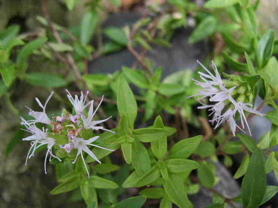 Monardella_odoratissima_.._IMG_3422.jpg
