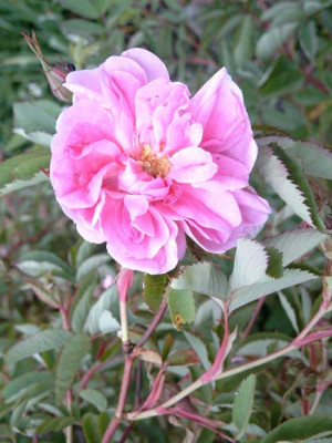 Rosa_Onni.jpg