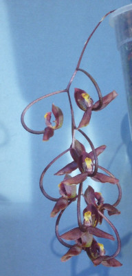 Gongora_galeata_A12_900x900_80KB.jpg