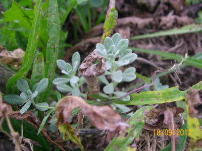 K640_2012-09-30_ominoses_Kraut.JPG