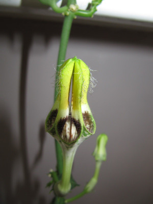 Ceropegia_radicans_120930.jpg