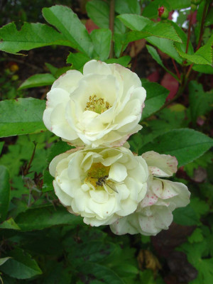 La-Rosee2.jpg