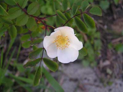 Rosa_pendulina_Alba.jpg