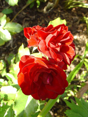 Lavaglut_230912.jpg