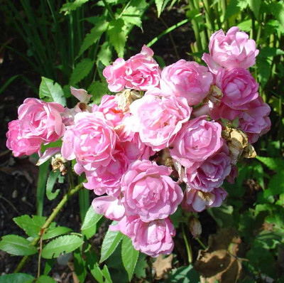 Maman-Turbat_230912.jpg
