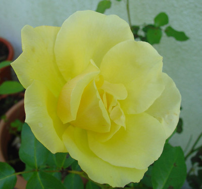 Zitronenfalter-Blute_230912.jpg