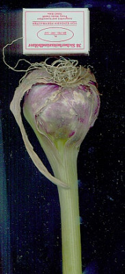 knobi2.jpg