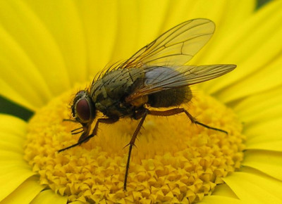 fliege_p6291971.jpg
