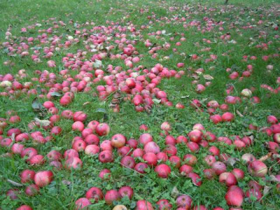Okt_12_006.JPG