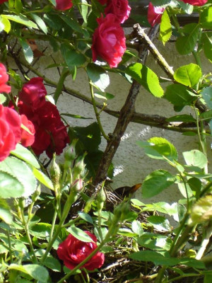 amsel.jpg