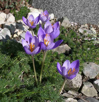 comp_Crocus_speciosus_Artabir_02.10.12.jpg
