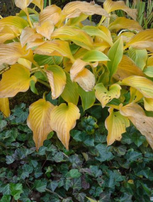 Herbst-Hosta.JPG