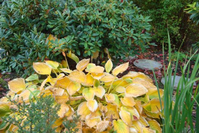 Hosta_II.JPG