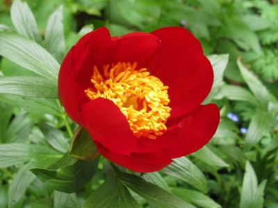 Paeonia_Peregrina_Typ_II_2011_1024x768.jpg