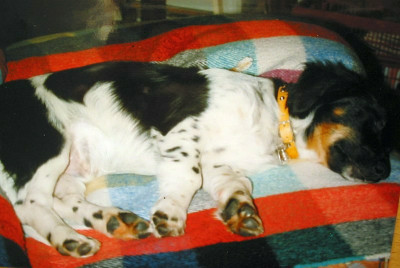 Baby_Dickie_1995.jpg
