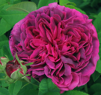 Velours_pourpre_2005-06-10.jpg