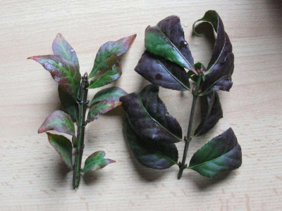 Euonymus_alatus_Vergleich_1024x768.jpg
