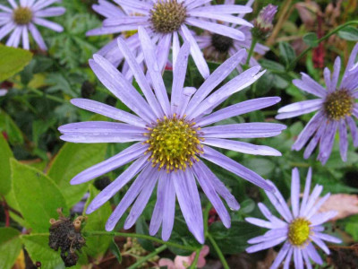 Aster_x_frikartii_1024x768.jpg