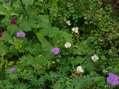 Sternenflor_oktober_12.jpg