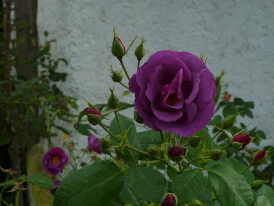 RIB_oktober_12.jpg