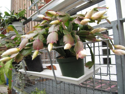 Schlumbergera_0815_wei_121005.jpg