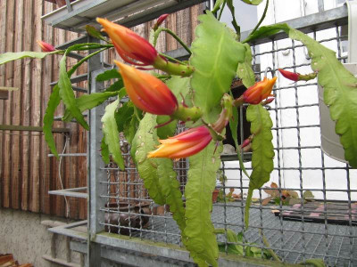 Epiphyllum_Ampel_121005.jpg