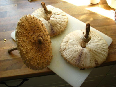 parasol1.jpg
