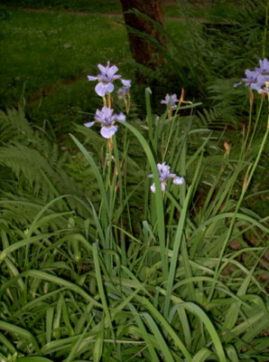 iris10.06.05_004.jpg