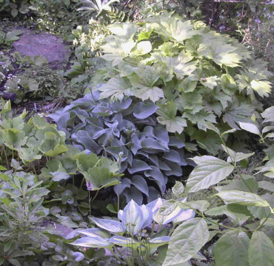 Hosta_Blue_CadetRimg0520.JPG