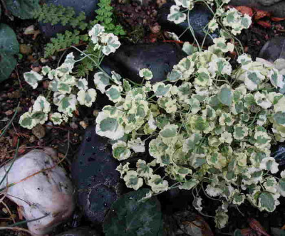 Cymbalaria_Snow_Wave_06.10.12._046.jpg