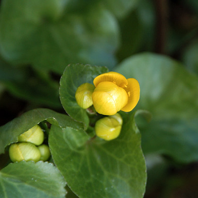 sumpfdotter_4043_040401.jpg