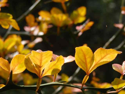 Poncirus_im_Herbst1.jpg