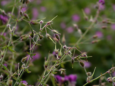 geranium_reflexum.jpg
