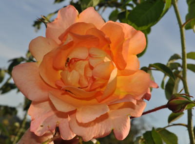 Westerland_12__3266.jpg