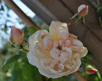 Desprez_a_Fleurs_Jaunes_12__3259.jpg