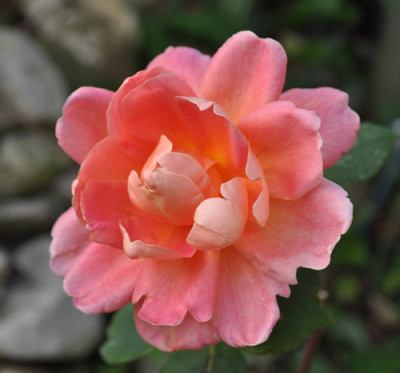 Anne_Marie_Trechslin_12__3302.jpg
