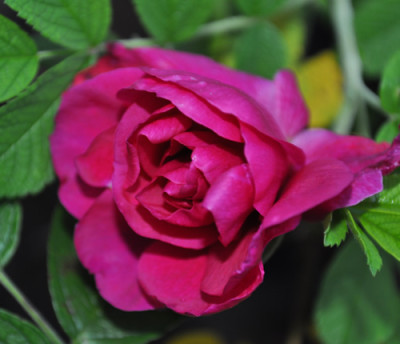 David_Thompson_12__3278.jpg