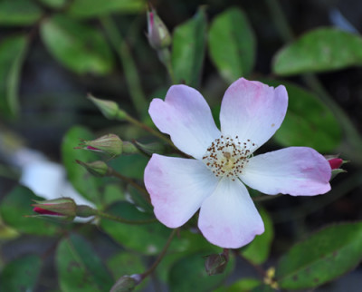 Lyda_Rose_12__3291.jpg