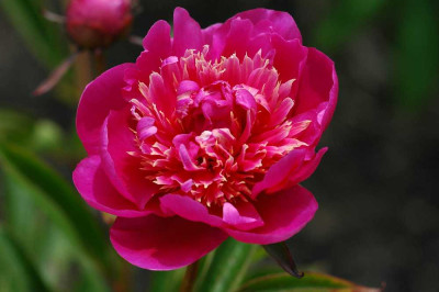 Paeonia_X_20-05-2005.jpg